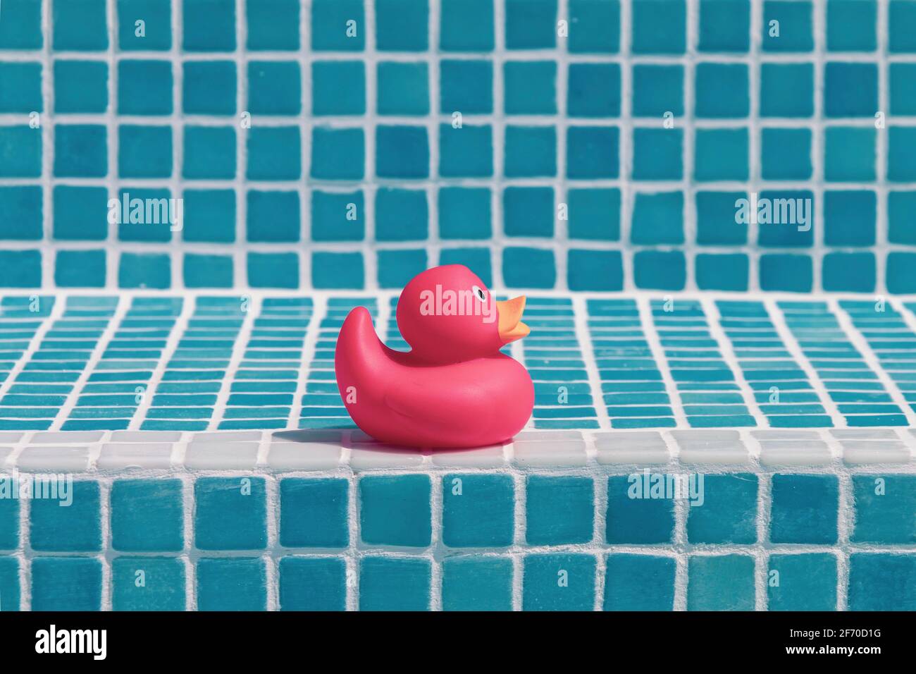 Red rubber ducky on the blue tiles of a swimming pool Stock Photo Alamy