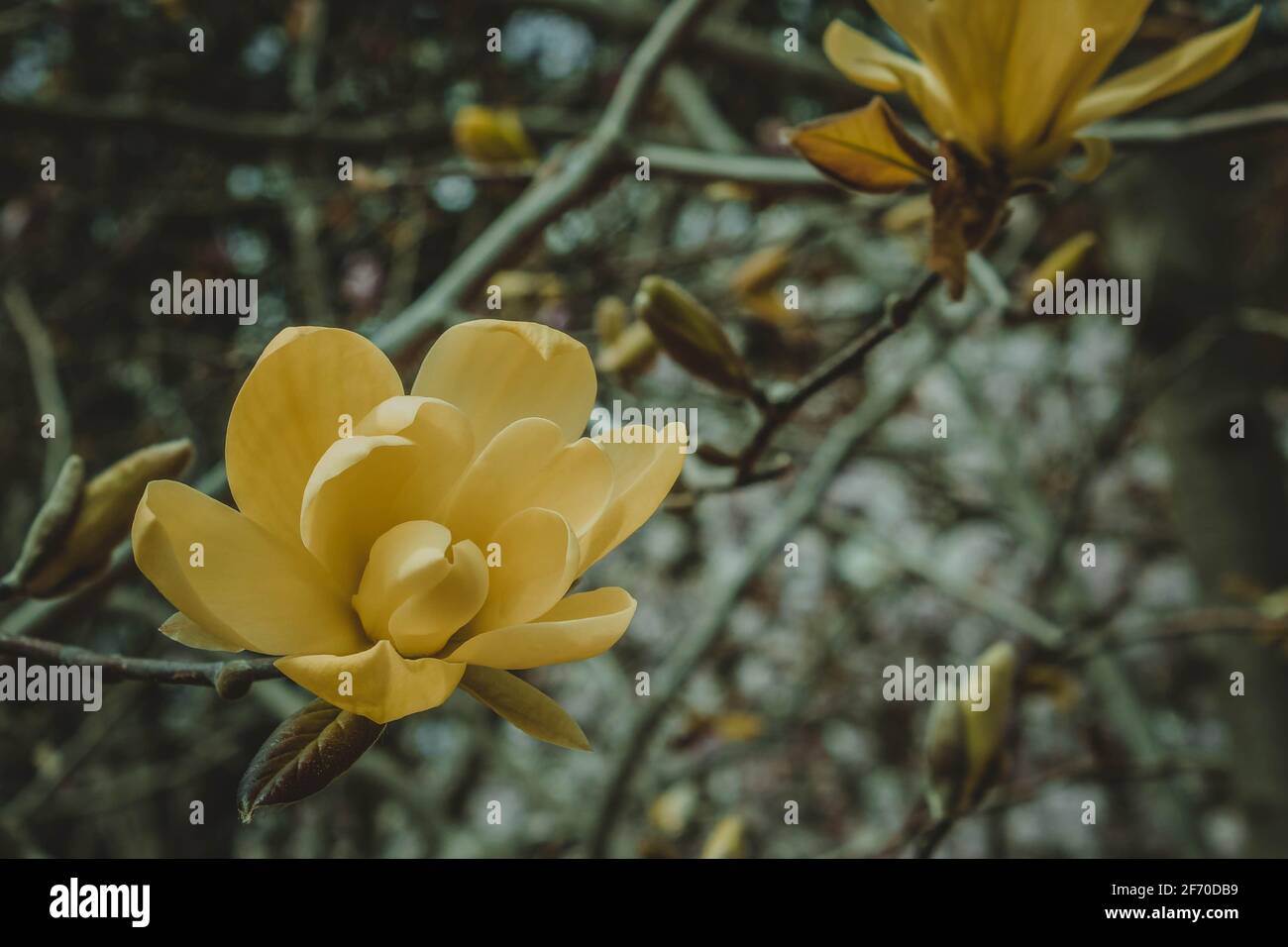 Blossoming of yellow magnolia flowers in springtime, floral background Stock Photo