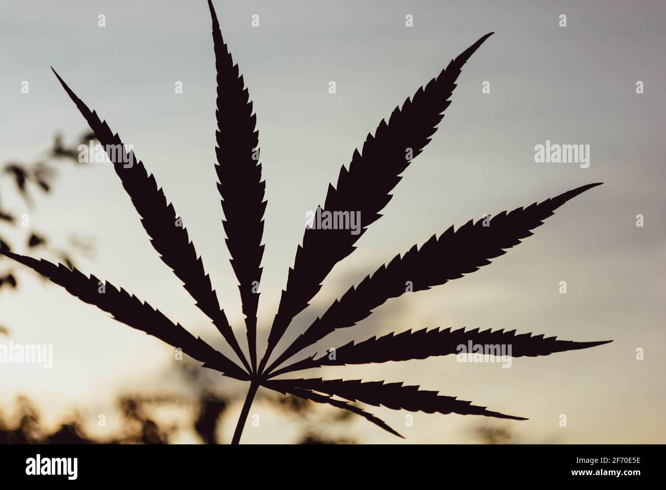 Cannabis leaf at sunset. Warm background in soft blur for advertising and printing. Stock Photo