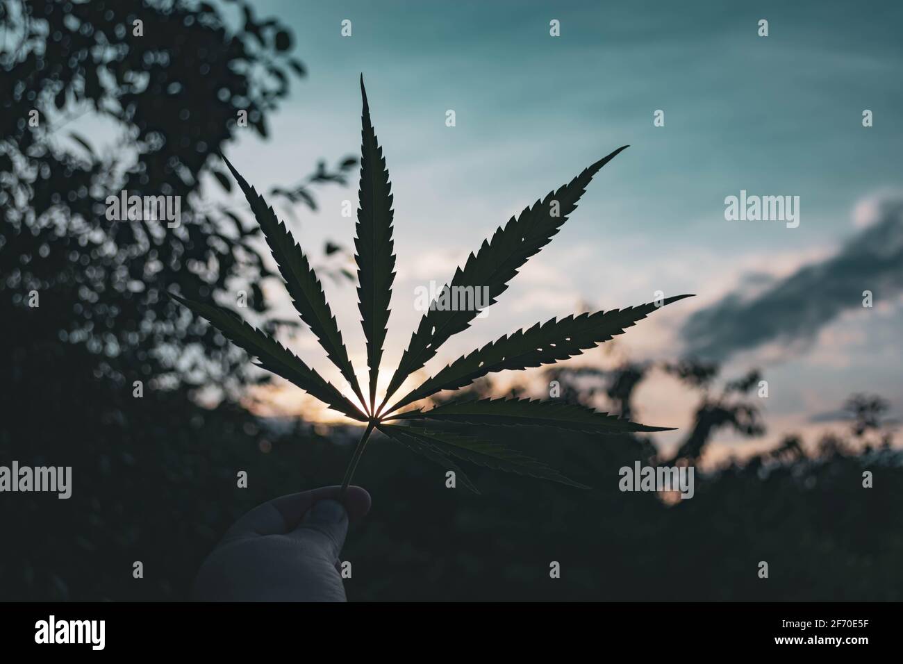 Cannabis leaf against a sunset and dark background. Stock Photo