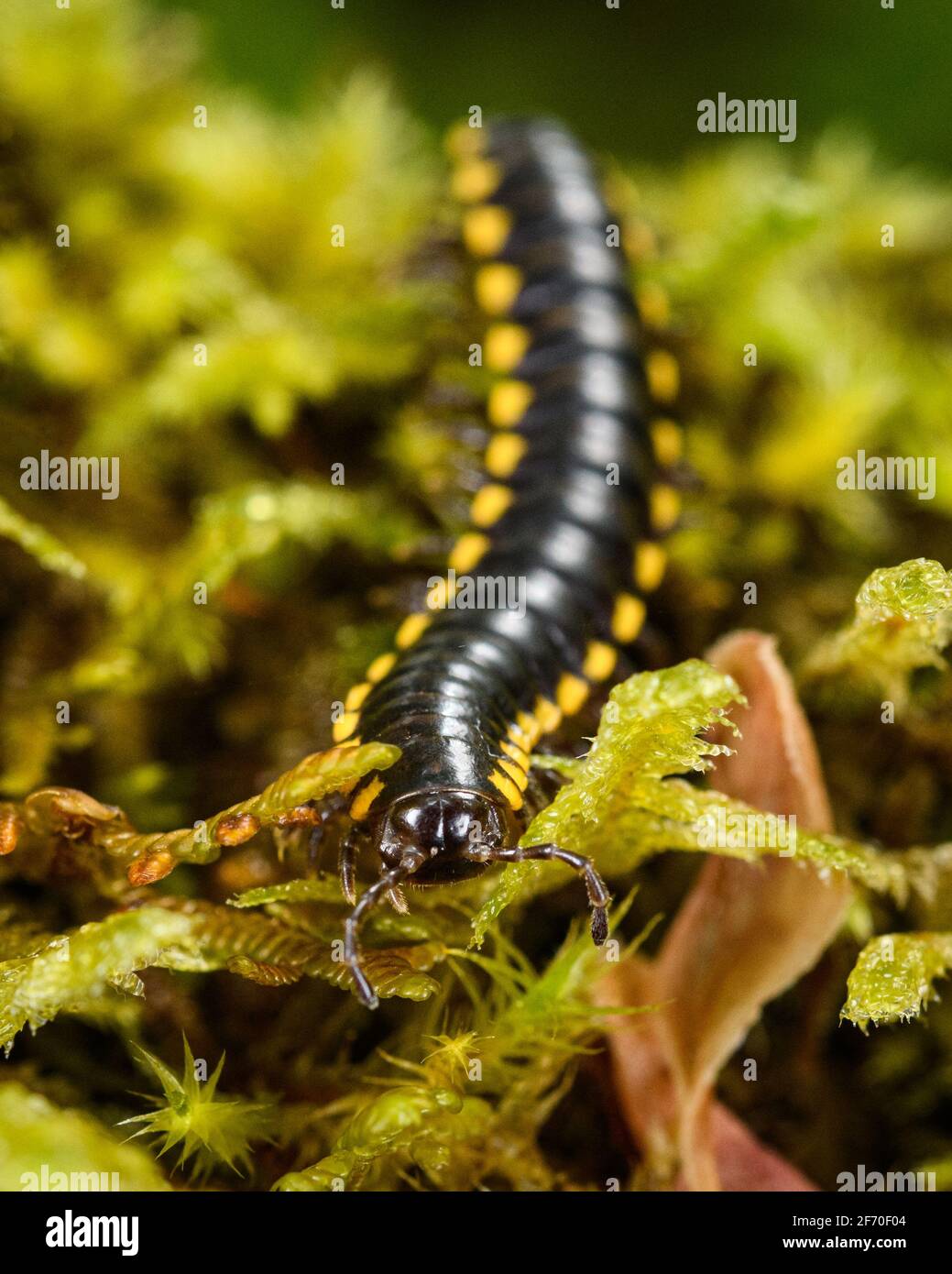 The Yellow Spotted Millipede which protects itself with the use of cyanide crawls across a bed of green moss towards the camera's macro lens Stock Photo