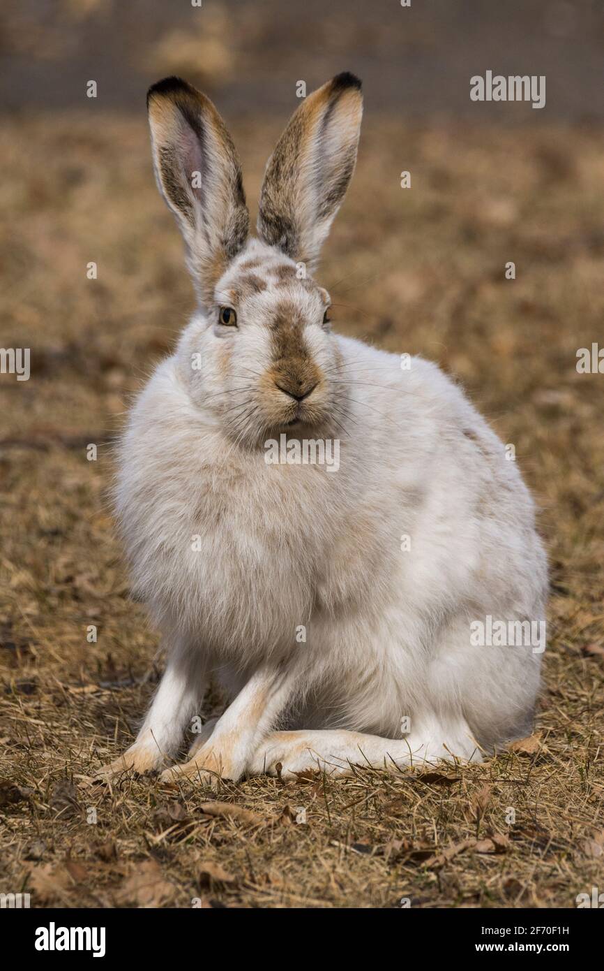 White-tailed Jackrabbit (Lepus townsendii) in spring camouflage, Alberta, Canada Stock Photo