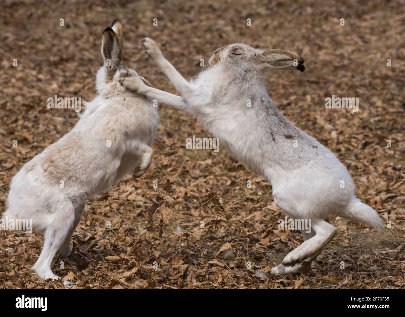 White-tailed Jackrabbits (Lepus townsendii) sparring during mating season in spring camouflage, Alberta, Canada Stock Photo