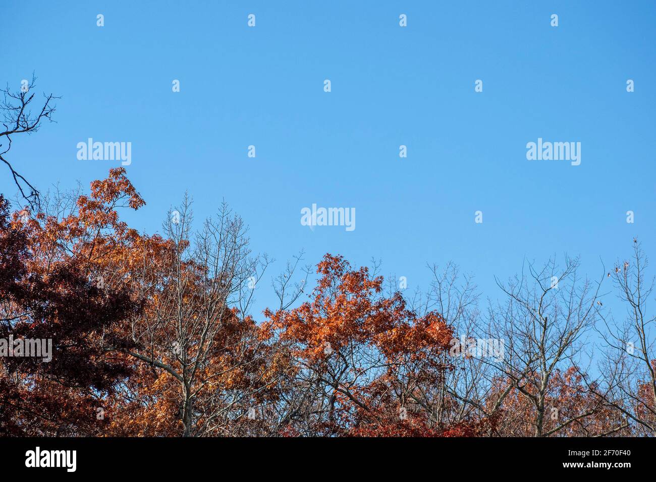 landscape with autumn trees background blue sky and moon Stock Photo ...