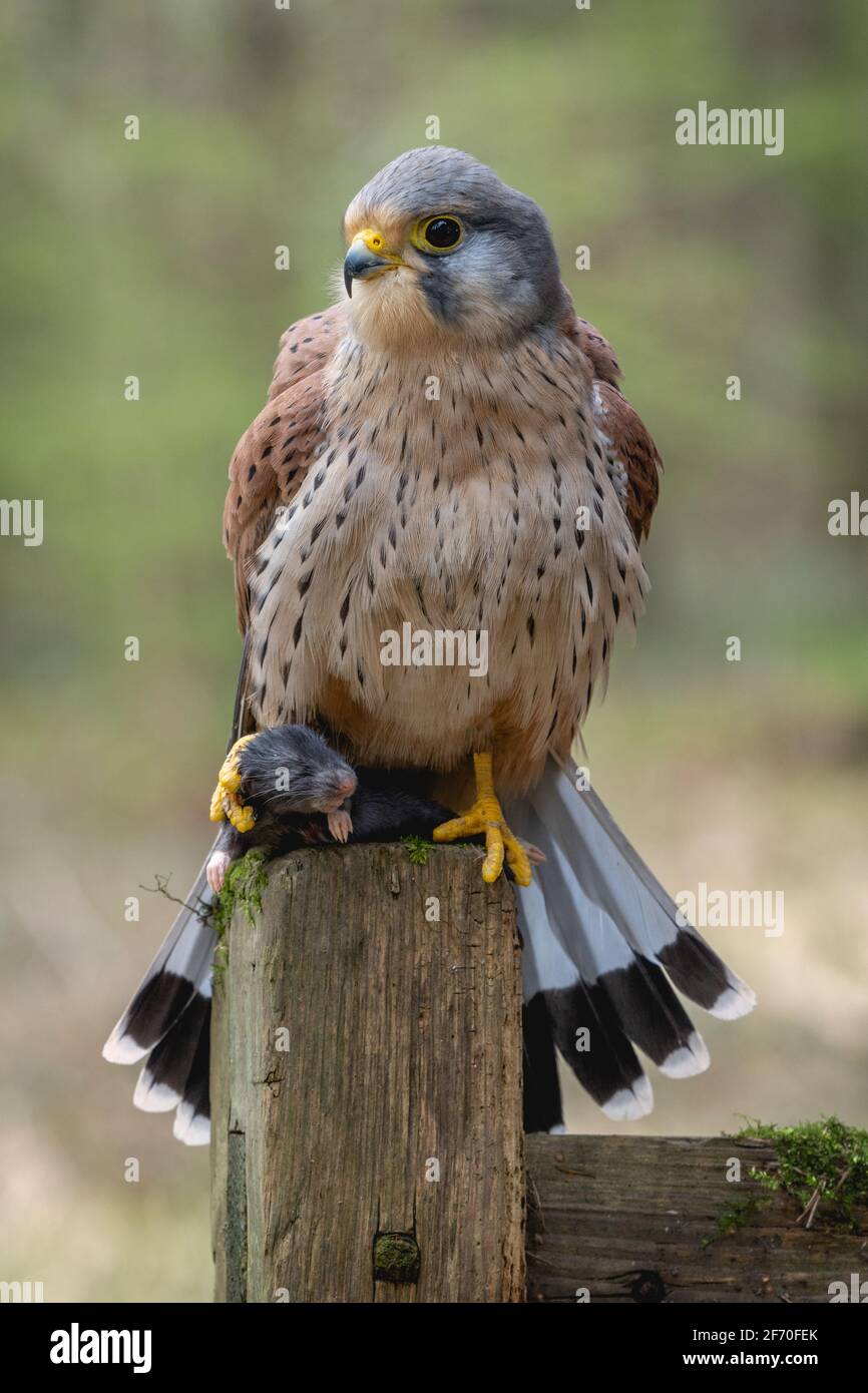 Male adult European Kestrel (Falco tinnunculus) bird of prey photographed on a perch with prey showing adult colouring of this hovering hunter. Stock Photo