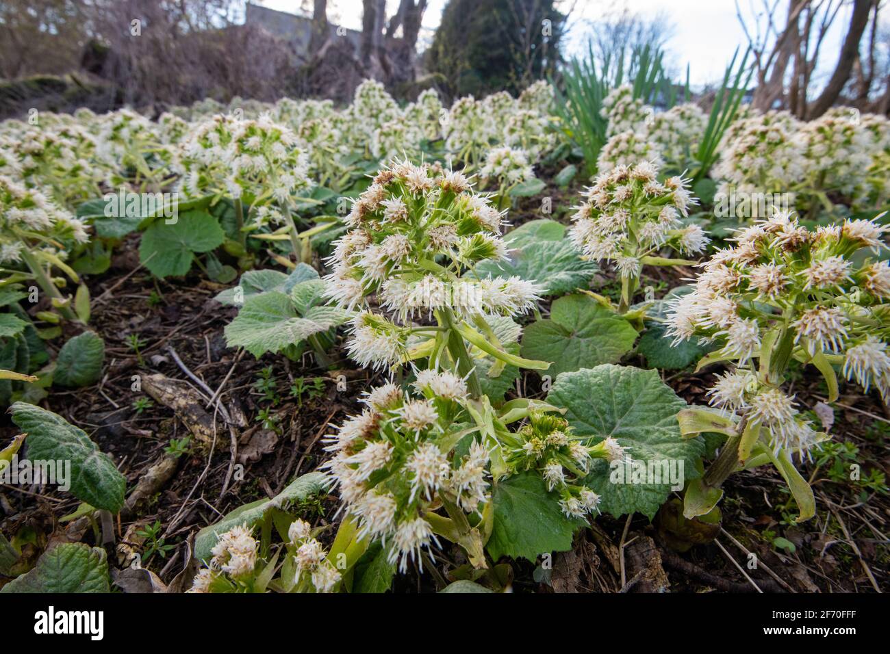 Native butterbur in flower hi-res stock photography and images - Alamy