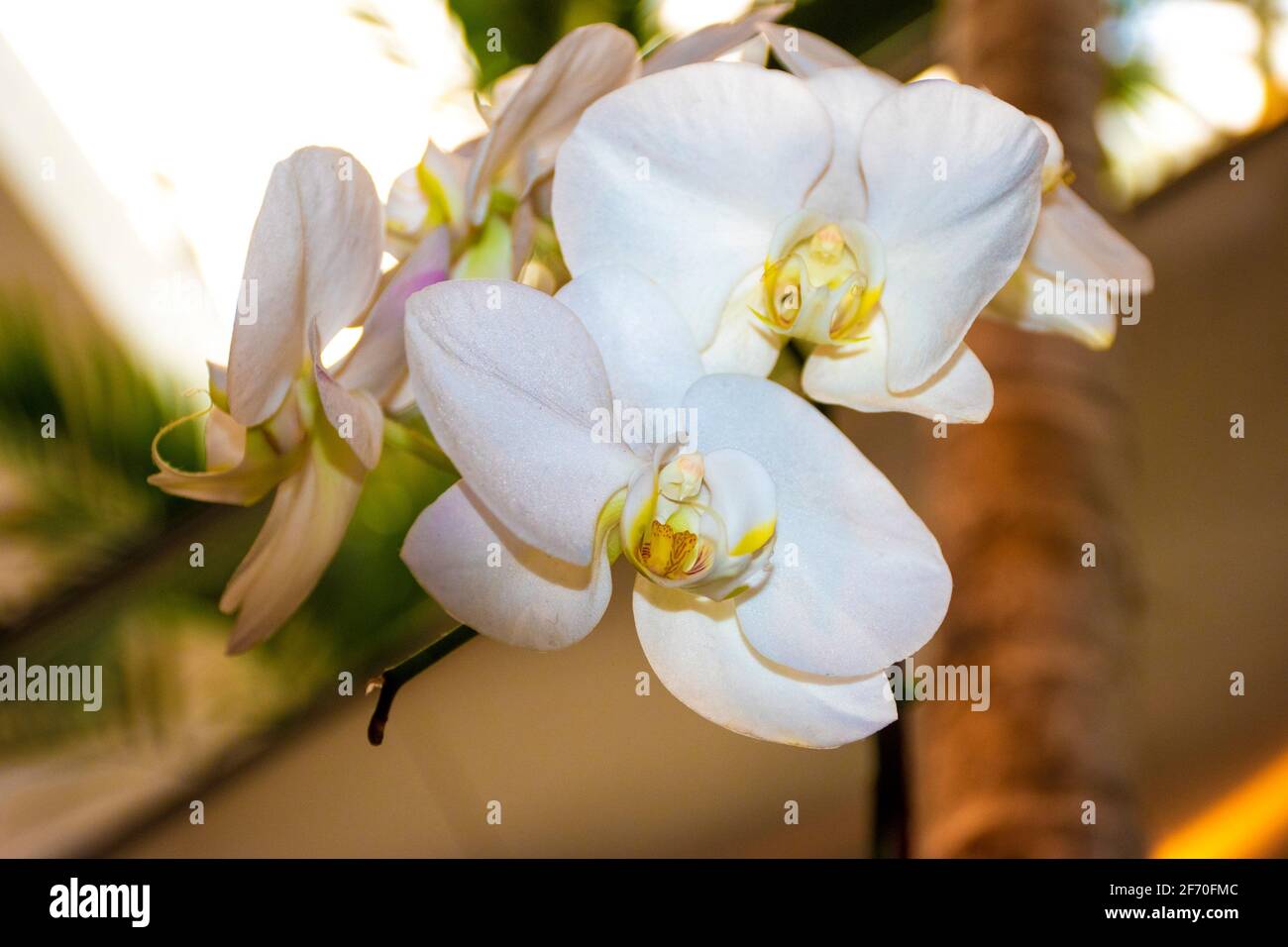 white orchids decorating the garden at the beautiful park on a sunny day Stock Photo