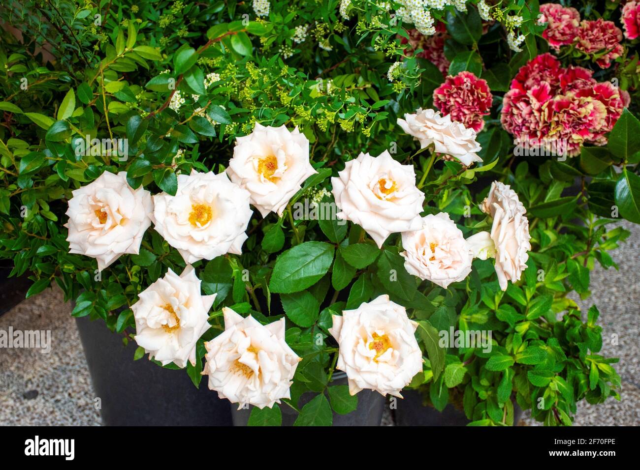 Low key roses hi-res stock photography and images - Alamy
