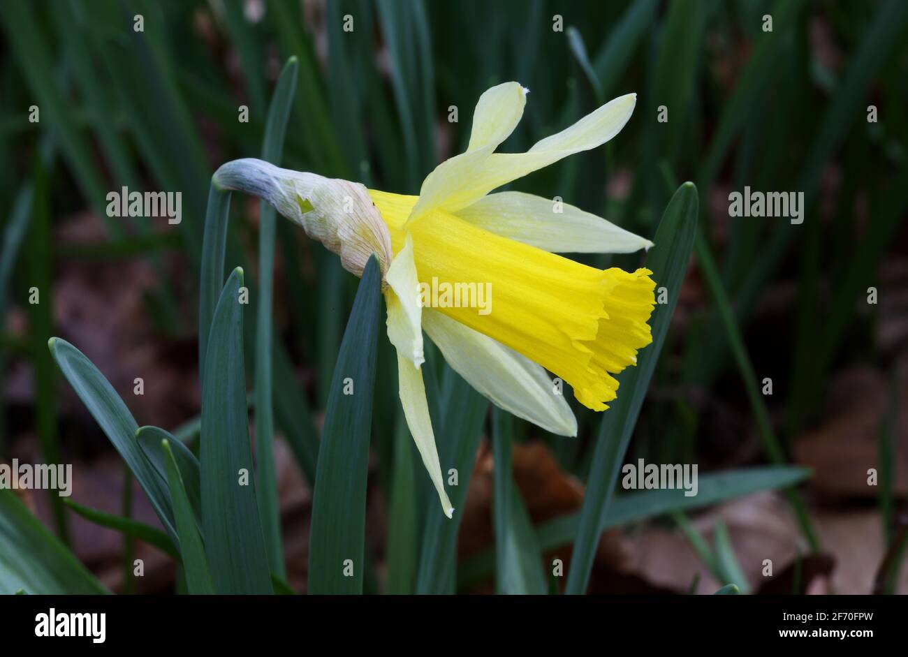 Wild Daffodil - Narcissus pseudonarcissus Stock Photo