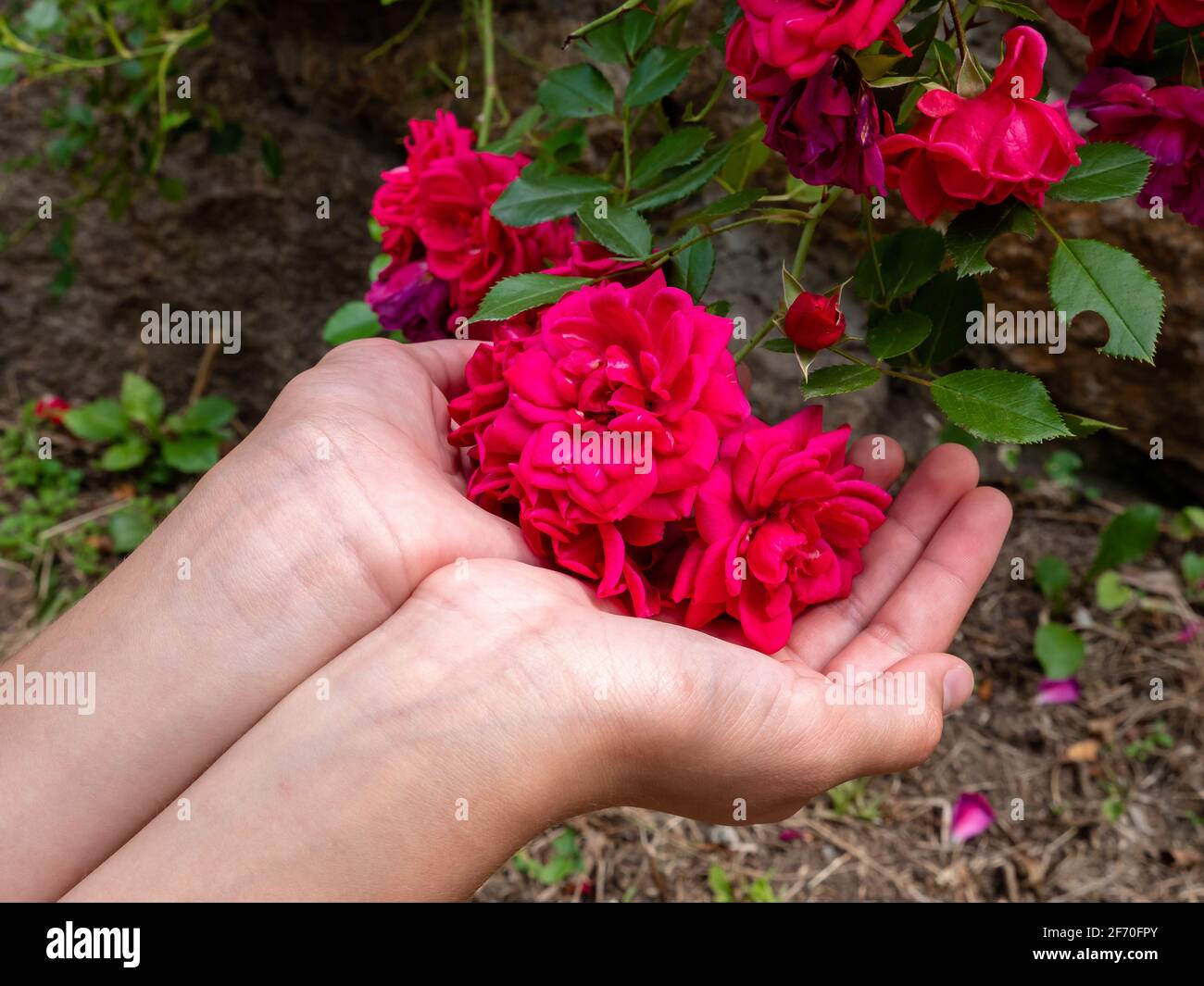 A cluster of beautiful red rose flowers in female palms. Natural floral background outdoors