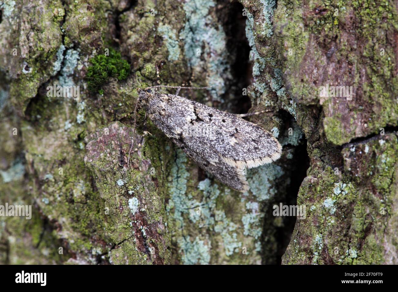 March Tubic - Diurnea fagella Stock Photo