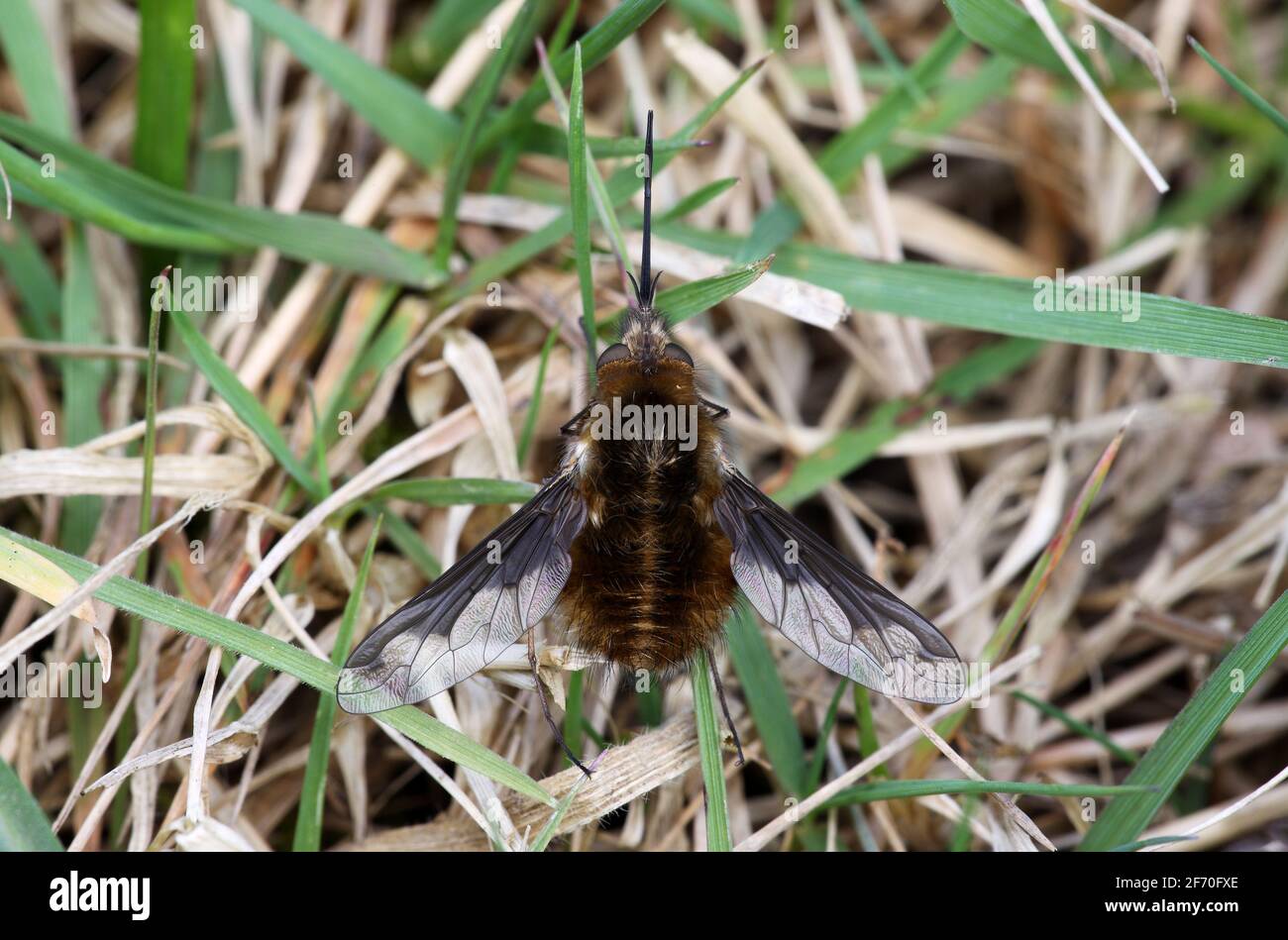 Dark Edged Bee Fly - Bombylius major Stock Photo