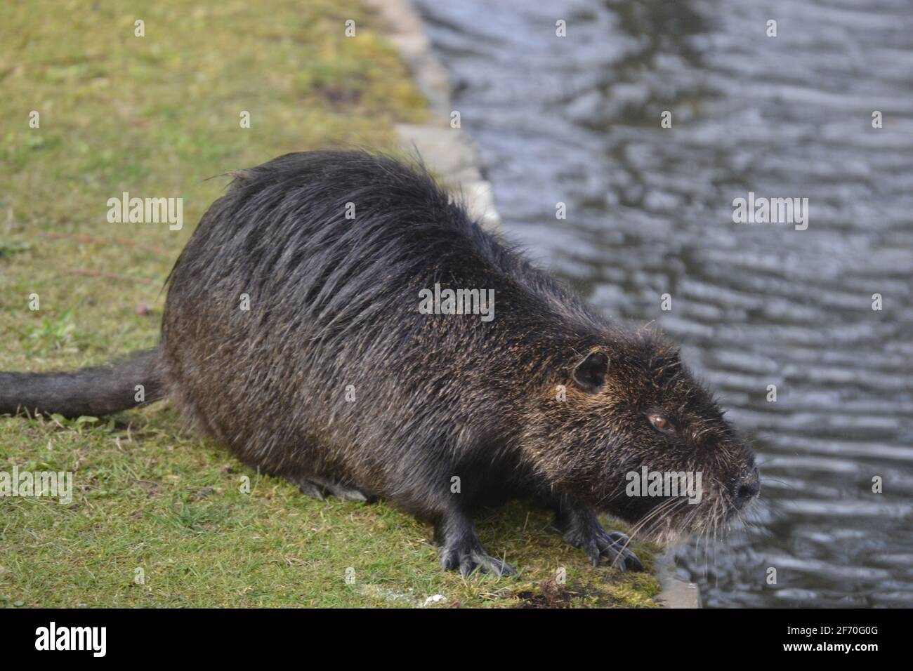 The beaver jumps into the pond Stock Photo