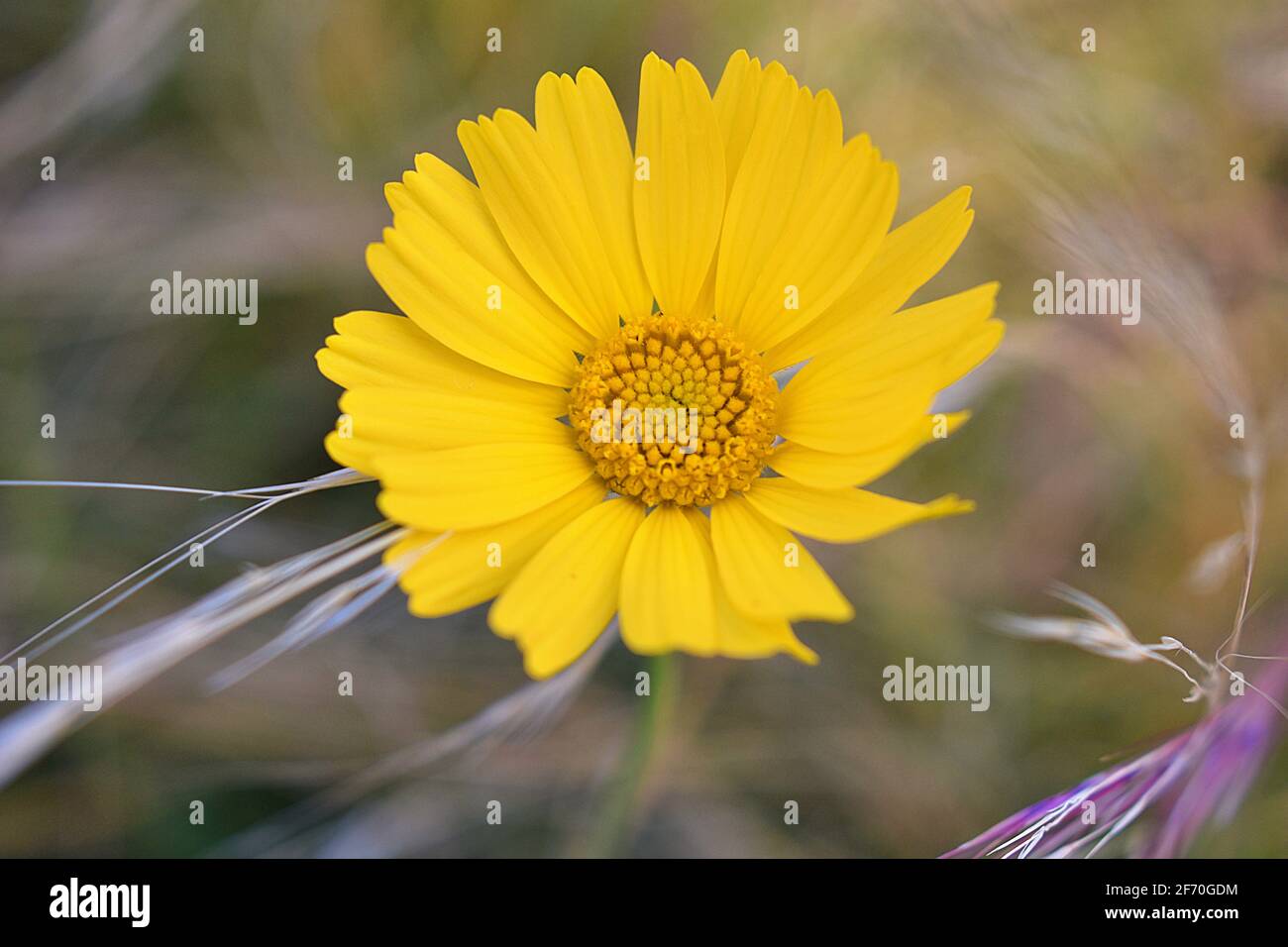 Encelia farinosa, Brittlebush wildflower in the Tonto National Forest