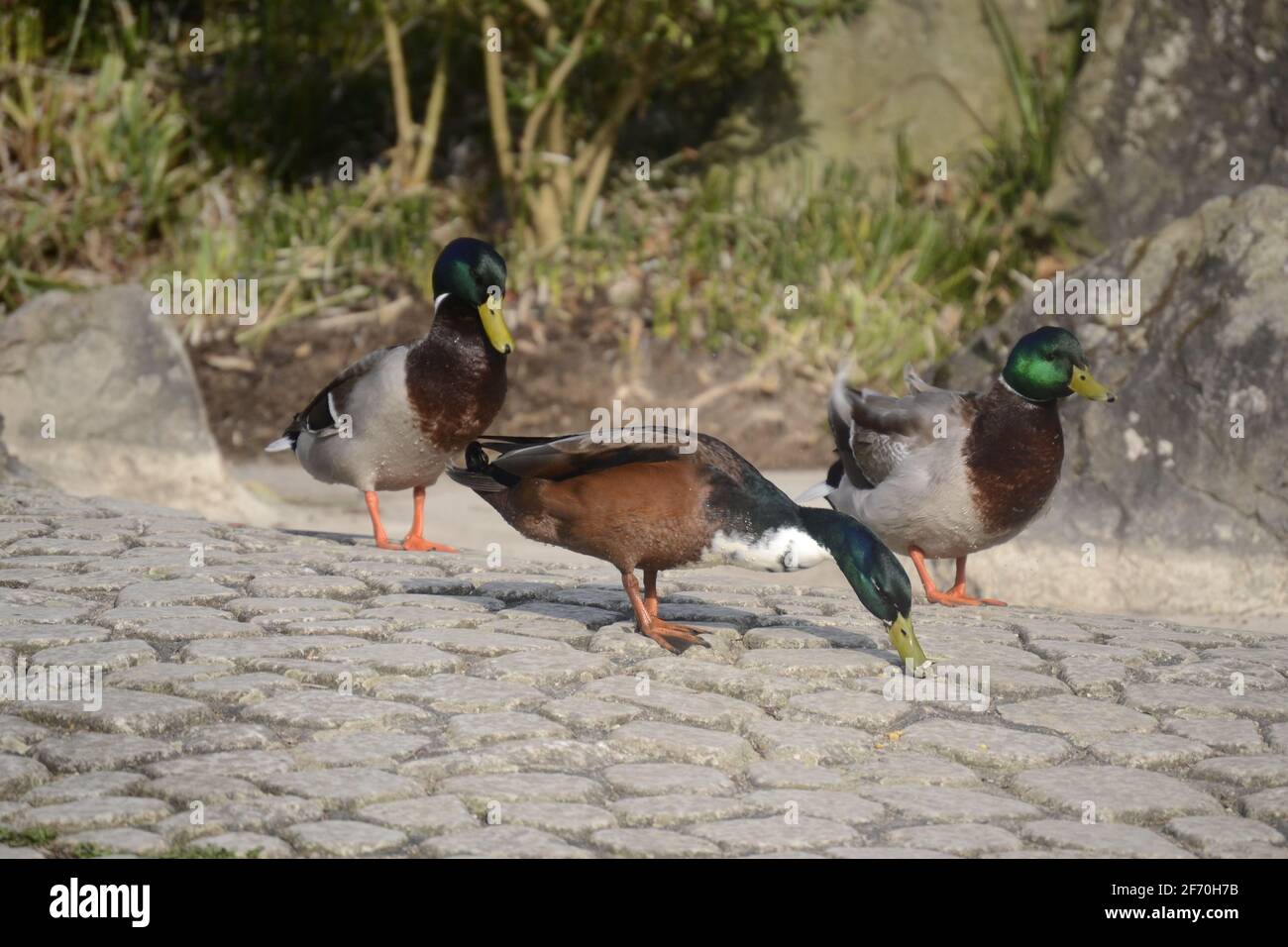 Die Ente hat farbige Federn und ist am Bürgersteig Stock Photo