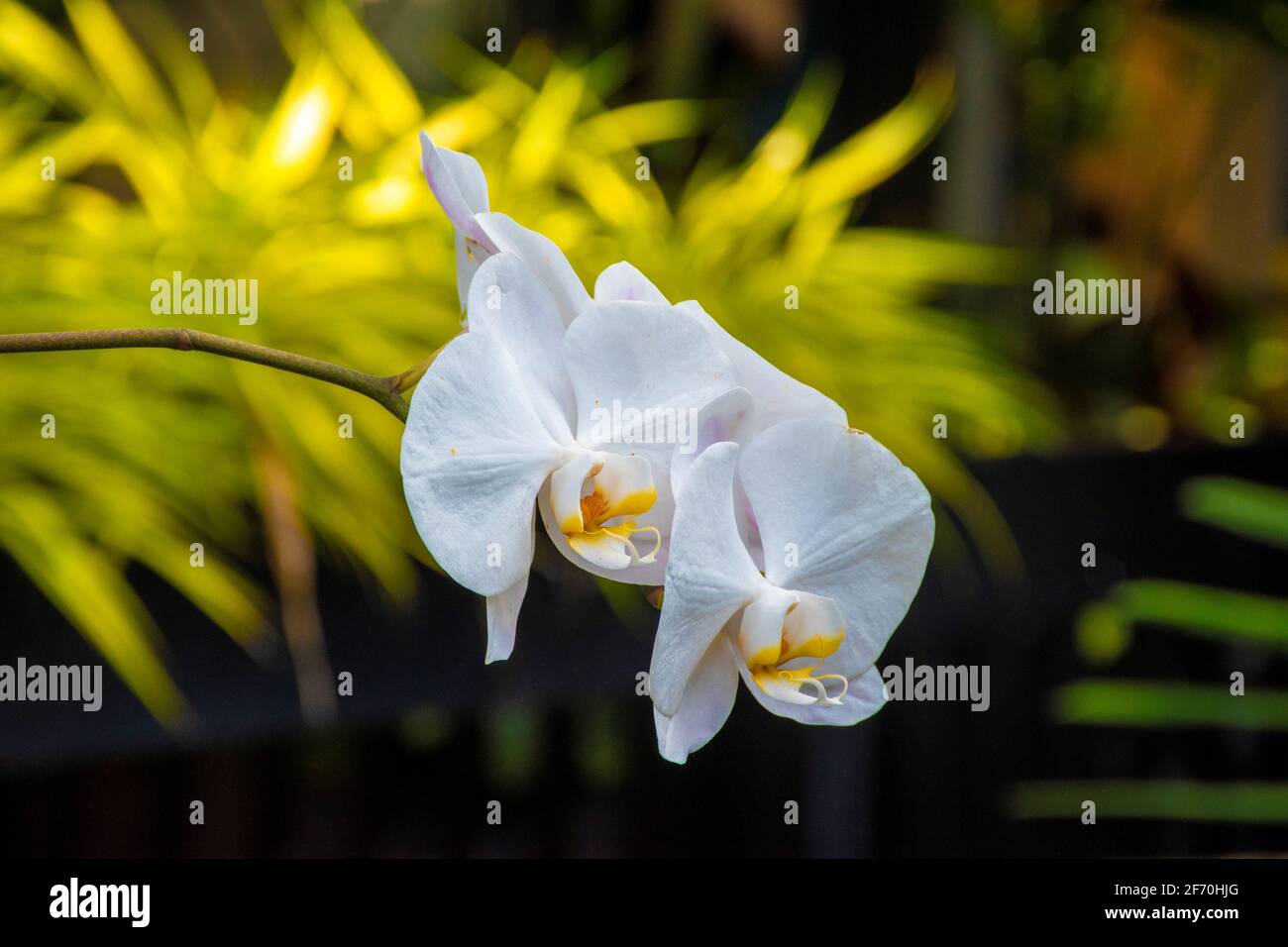 beautiful white and yellow orchids in the garden with green background Stock Photo