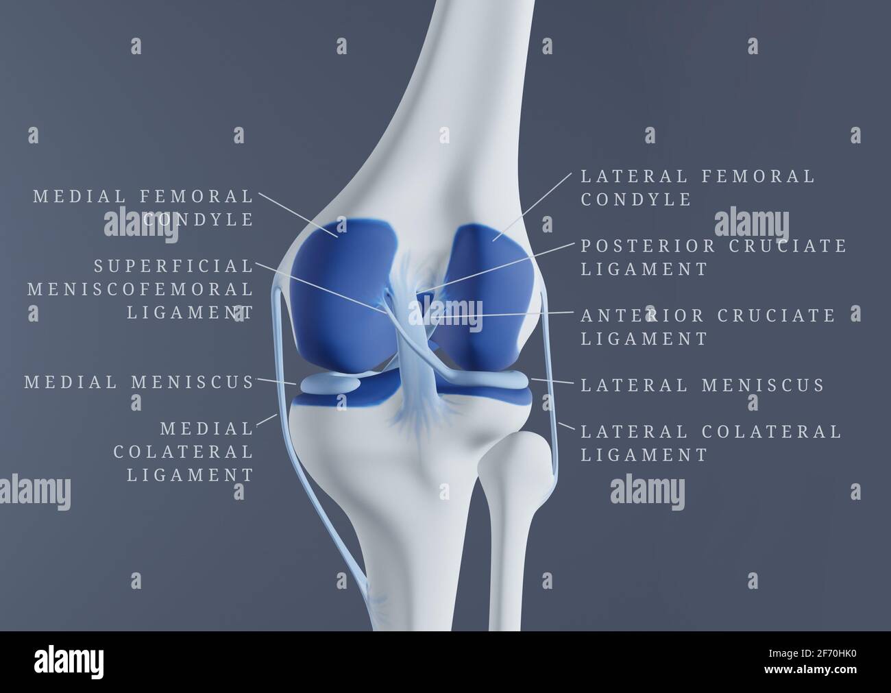Posterior view of human knee bones, cartilage, and ligaments with labels. Stock Photo