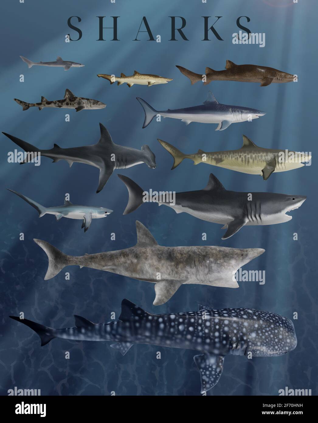 Shark Species Poster