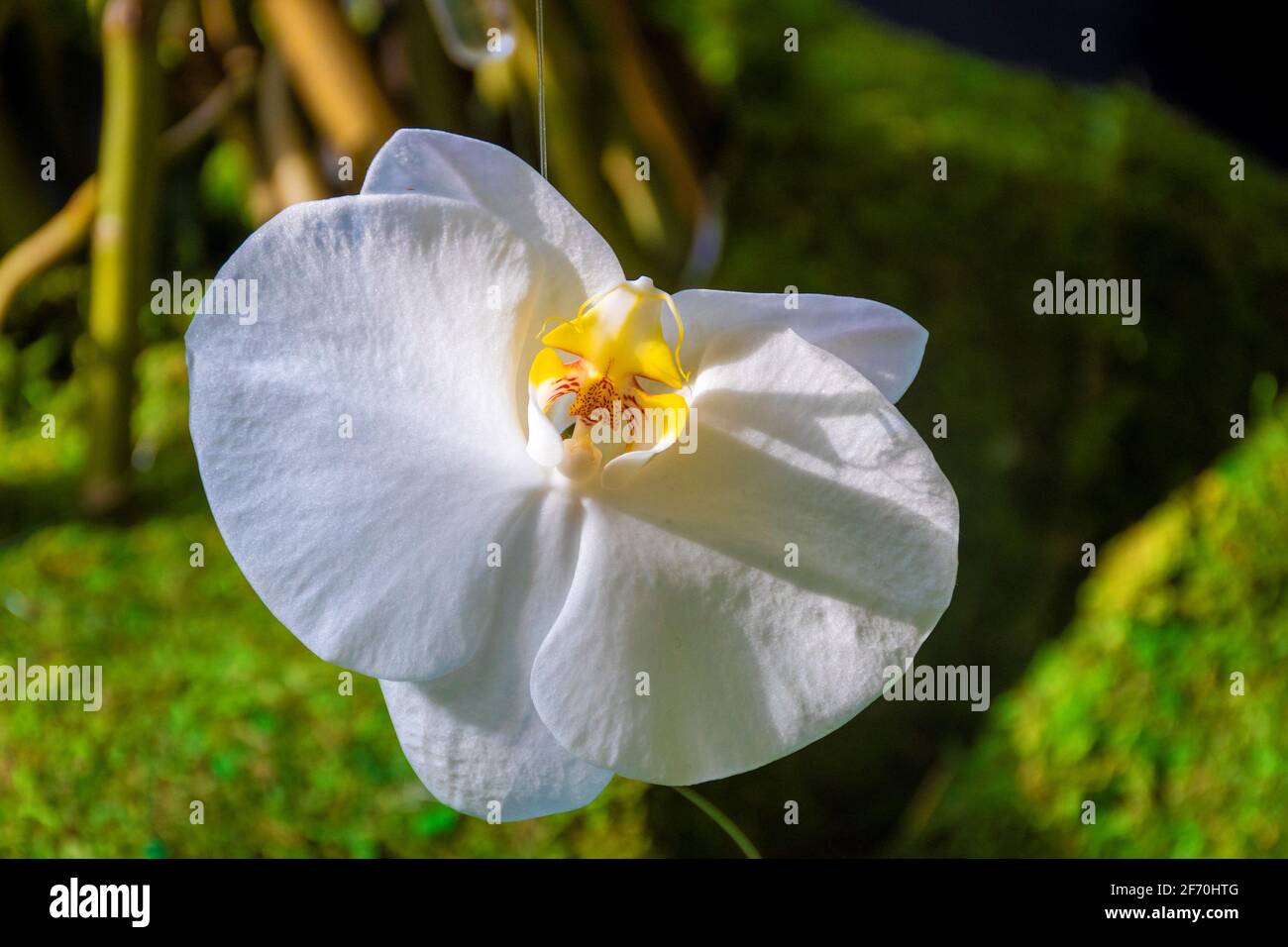 white and yellow orchid in the garden illuminated by a ray of light at sunset Stock Photo