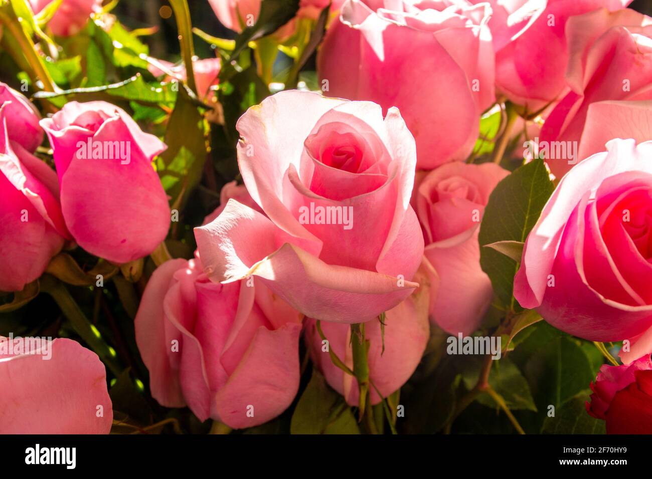 beautiful pastel pink rose illuminated with light streak with
