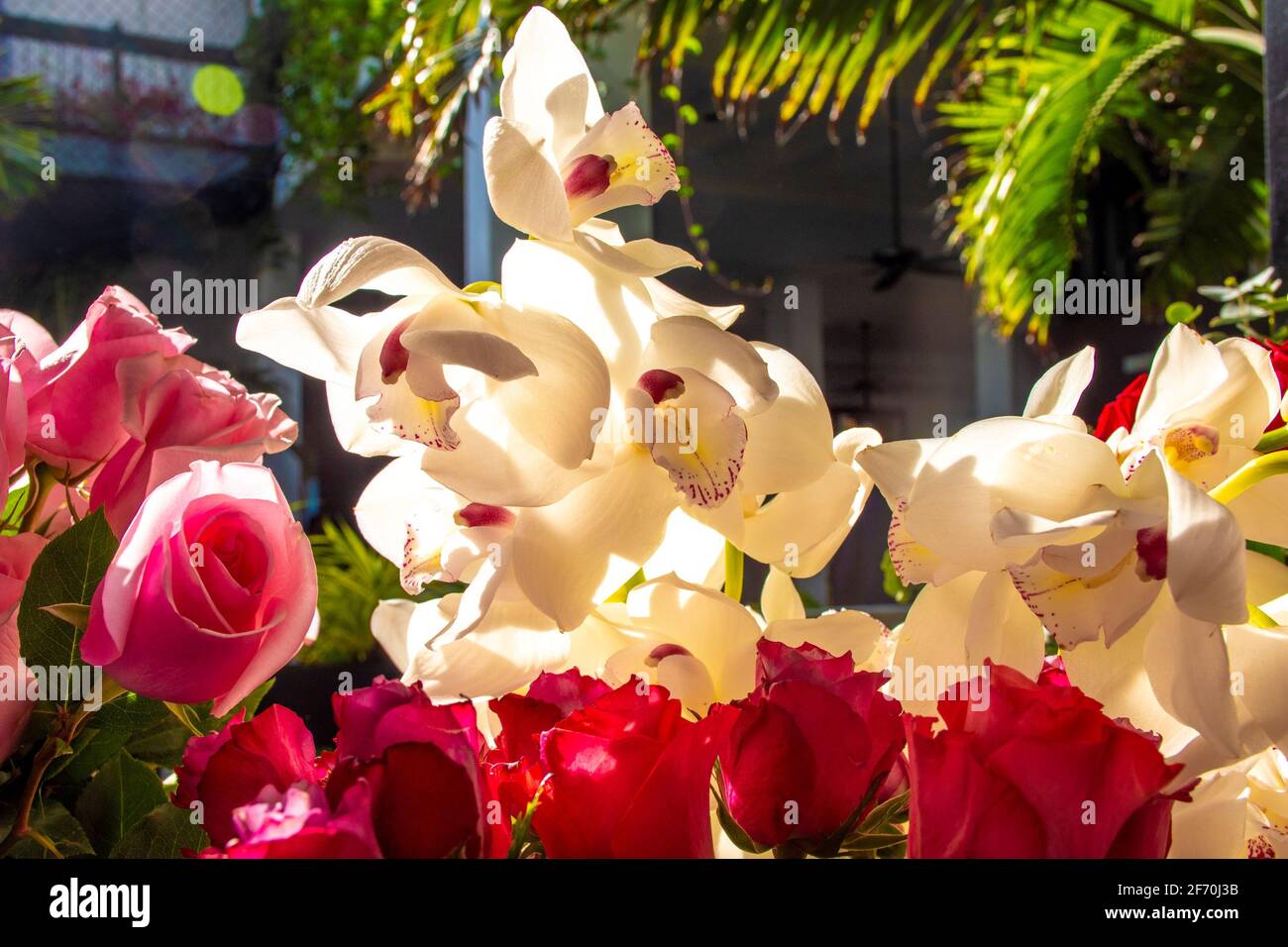 bouquet of natural flowers orchids pink and fuchsia roses illuminated by a ray of light Stock Photo