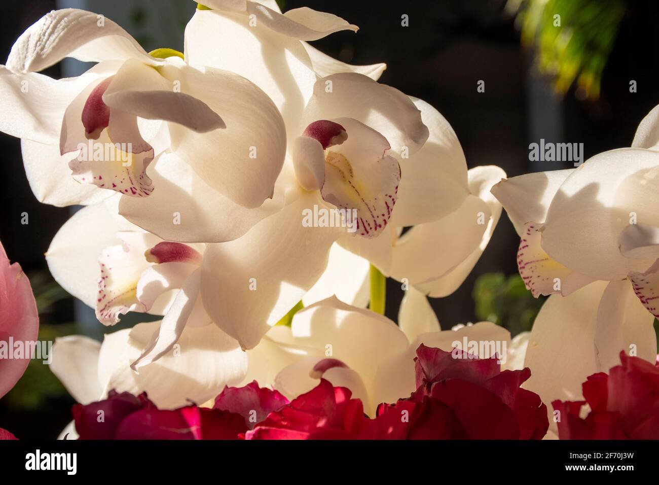 white orchid with surrounded by other orchids and rose petals illuminated by a streak of light Stock Photo