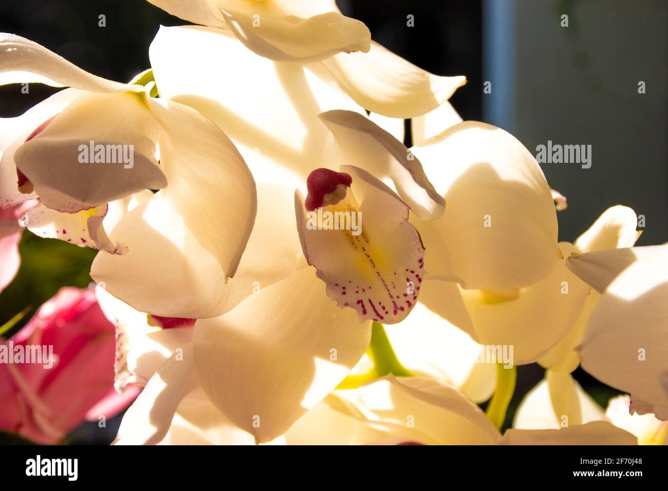 white orchid with a fuchsia and yellow center surrounded by other orchids illuminated by a streak of light Stock Photo