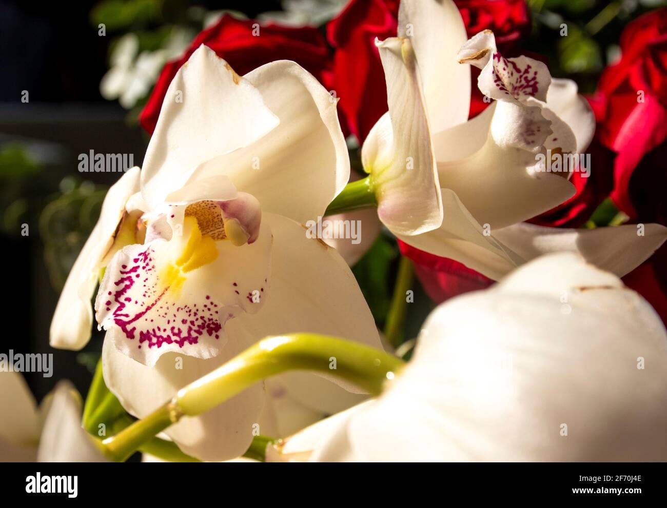 white orchid in the middle yellow and fuchsia at sunset close up Stock Photo