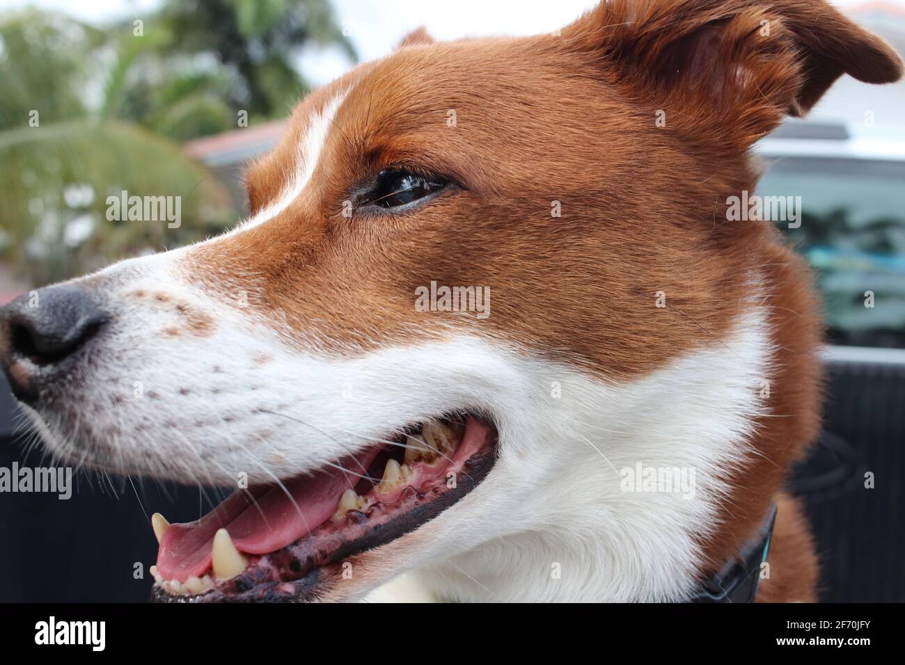 Terrier border collie mix close up Stock Photo Alamy