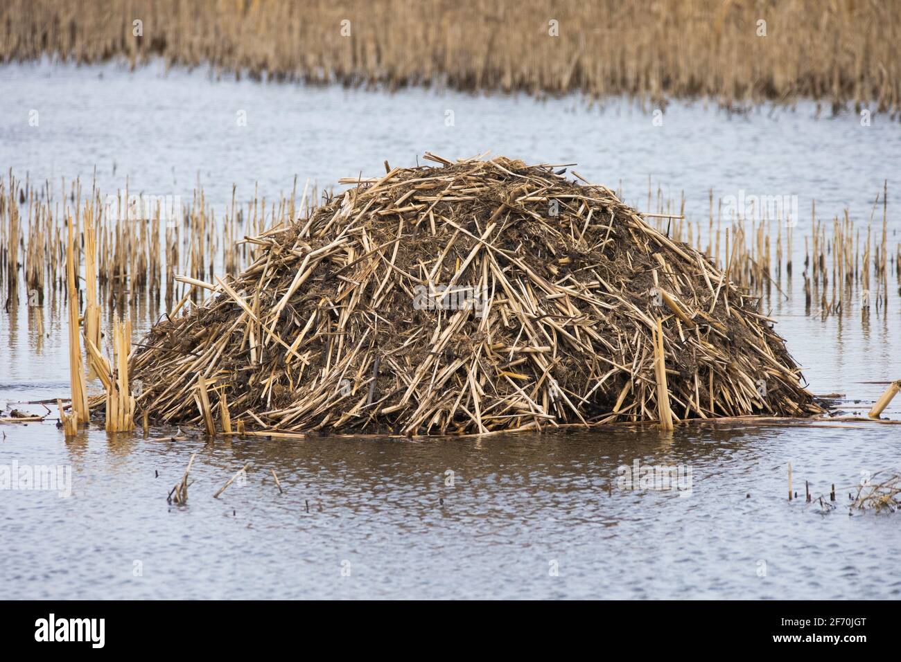 A muskrat lodge or feeding pile sits in the middle of a small marshy area in the prairies of northern south dakota. Stock Photo