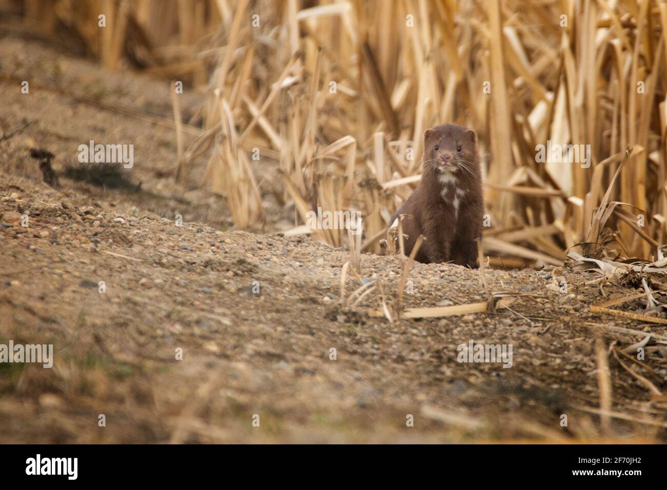 A mink looks at the camera from the edge of a prairie pothole in northern South dakota.  Subject at right. Stock Photo