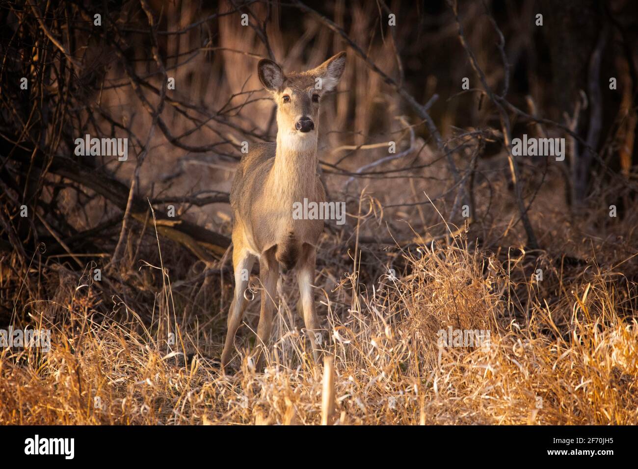 A female (doe) whitetail deer looks at me from the safety of some brush in a hedge row of trees near Aberdeen, SD on a late March afternoon. Stock Photo