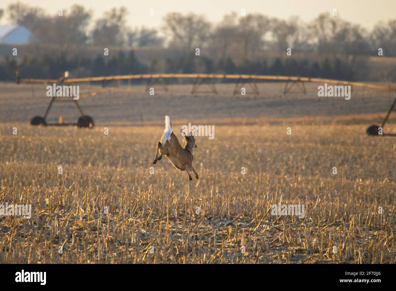 A buck whitetail deer runs across a harvested cornfield in north eastern South Dakota.  A field irrigator and woods is in the background. Stock Photo