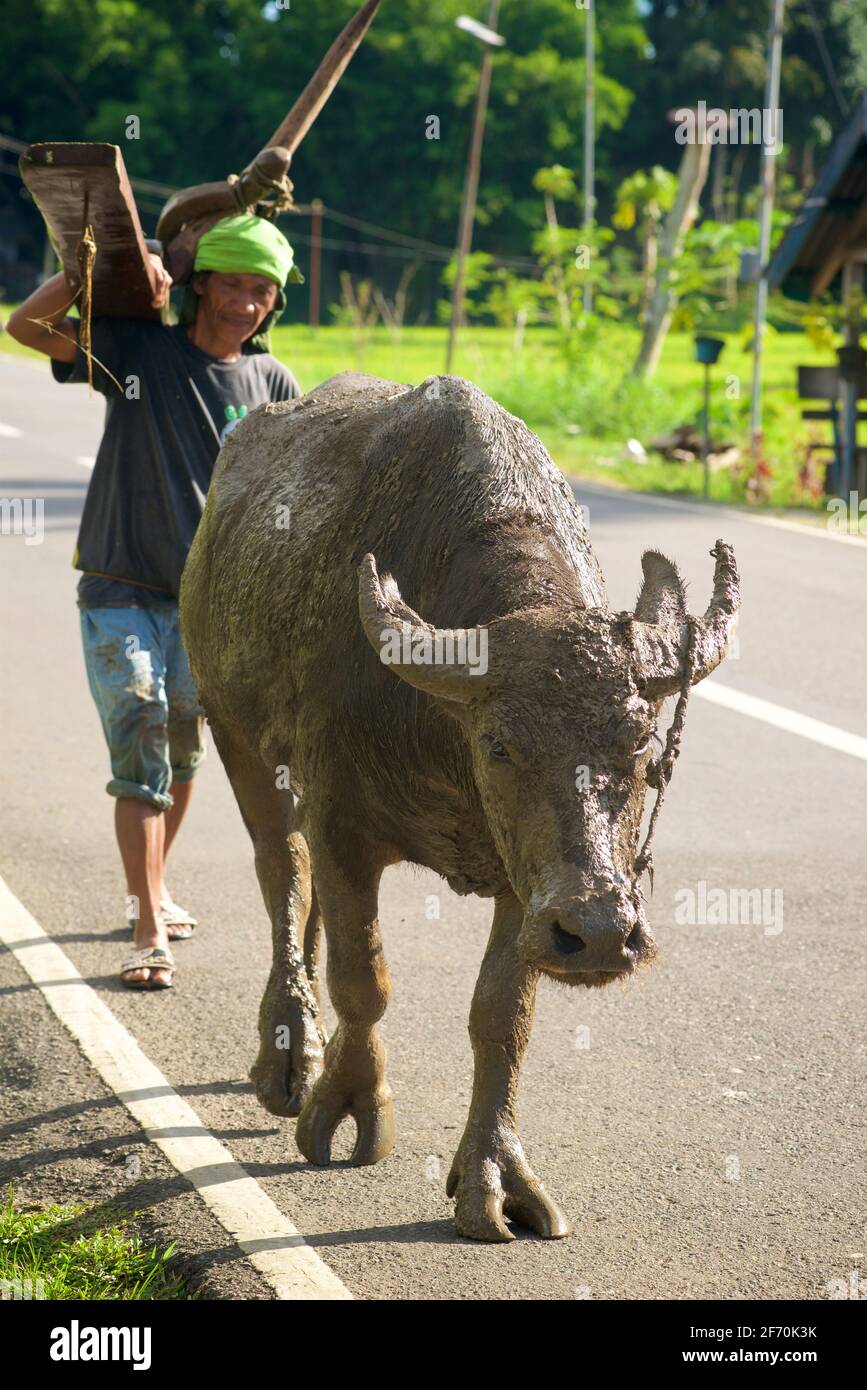Leading Water Buffalo High Resolution Stock Photography and Images - Alamy