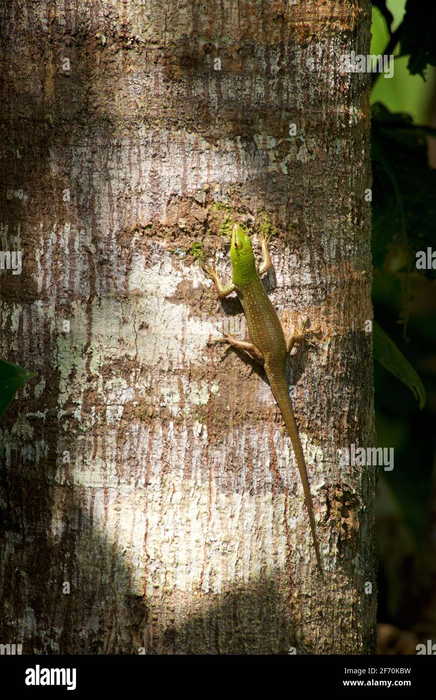 Detail of a small gekko  on the trunk of a tropical tree. Loboc River, Camayaan, Loboc, Bohol, Central Visayas, Phillipines. Lizard Stock Photo