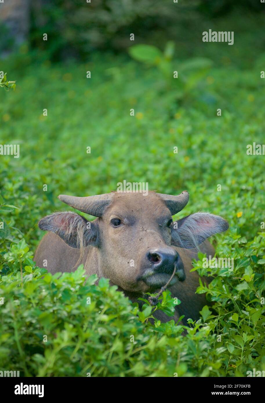 Philippines17481 hires stock photography and images Alamy