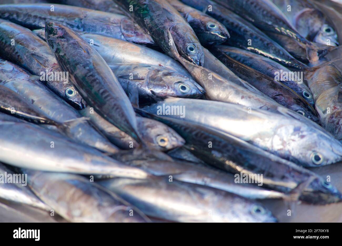 Philippines Fish Market High Resolution Stock Photography and Images ...