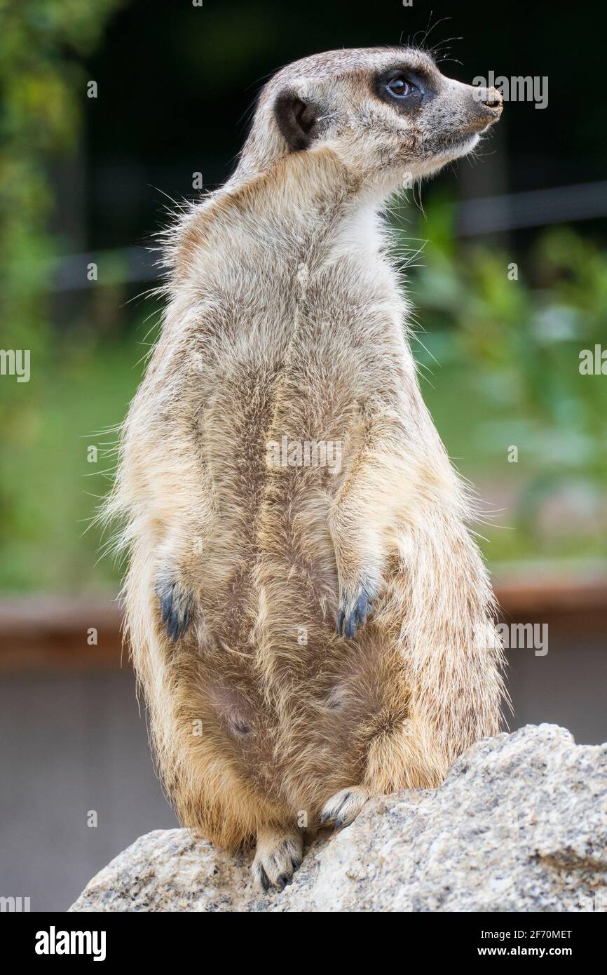 Erdmännchen blickt Lustig um sich herum Stock Photo