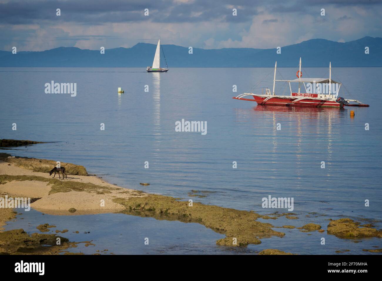Low tide at Moalboal, Cebu island, Philippines. with boats on the Visayan  Sea and Negros island beyond, Dog on the beach in the foreground. Central  Visayas region Stock Photo - Alamy
