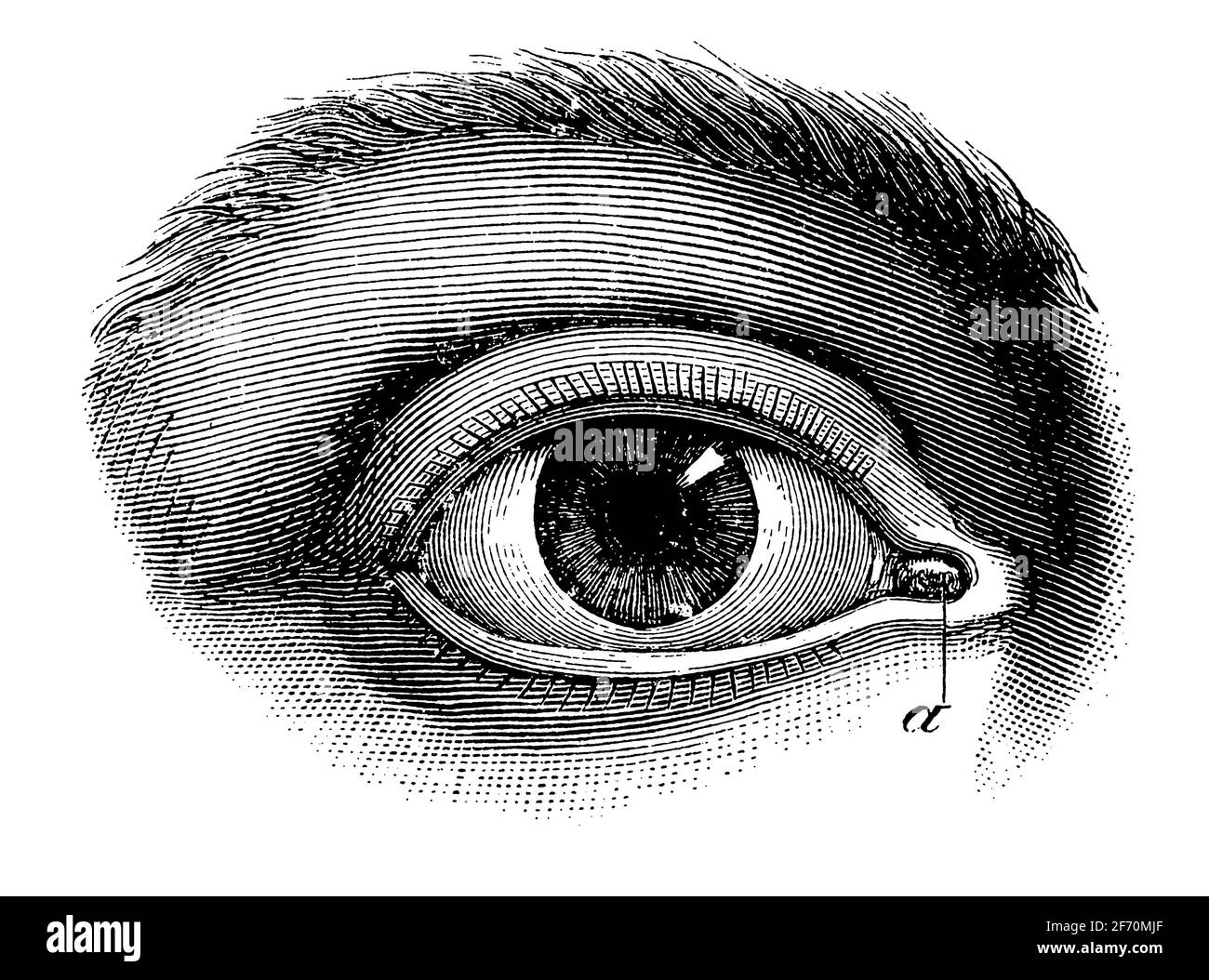 Eye with its means of protection. Lacrimal glands. Illustration of the 19th century. Germany. White background. Stock Photo