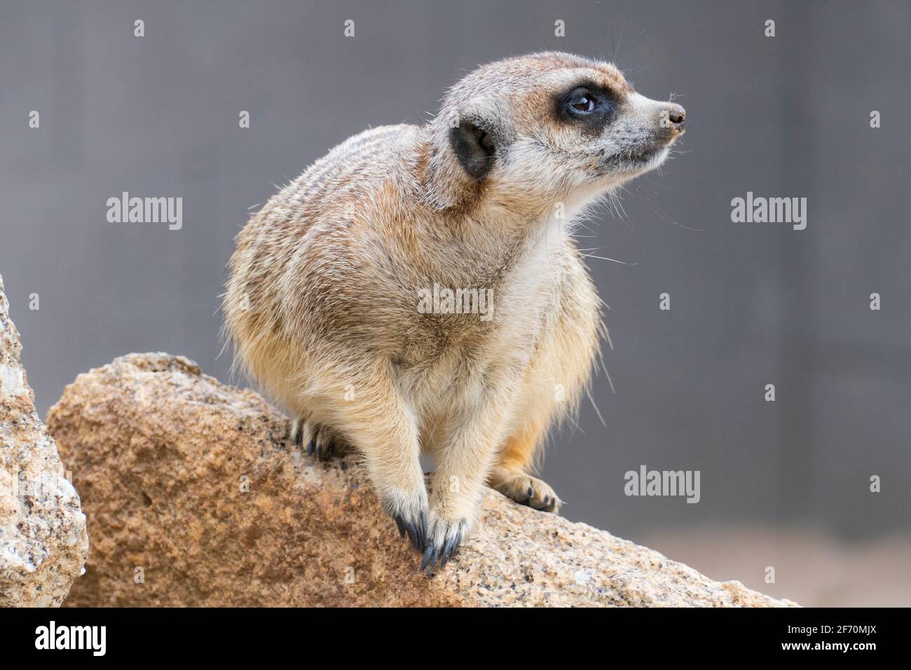 Erdmännchen blickt Lustig um sich herum Stock Photo