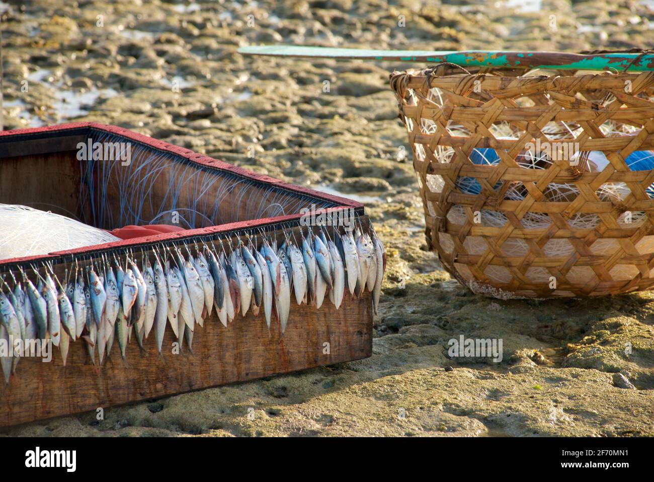 https://c8.alamy.com/comp/2F70MN1/morning-fishing-bait-a-fisherman-makes-prepararions-moalboal-cebu-philippines-2F70MN1.jpg