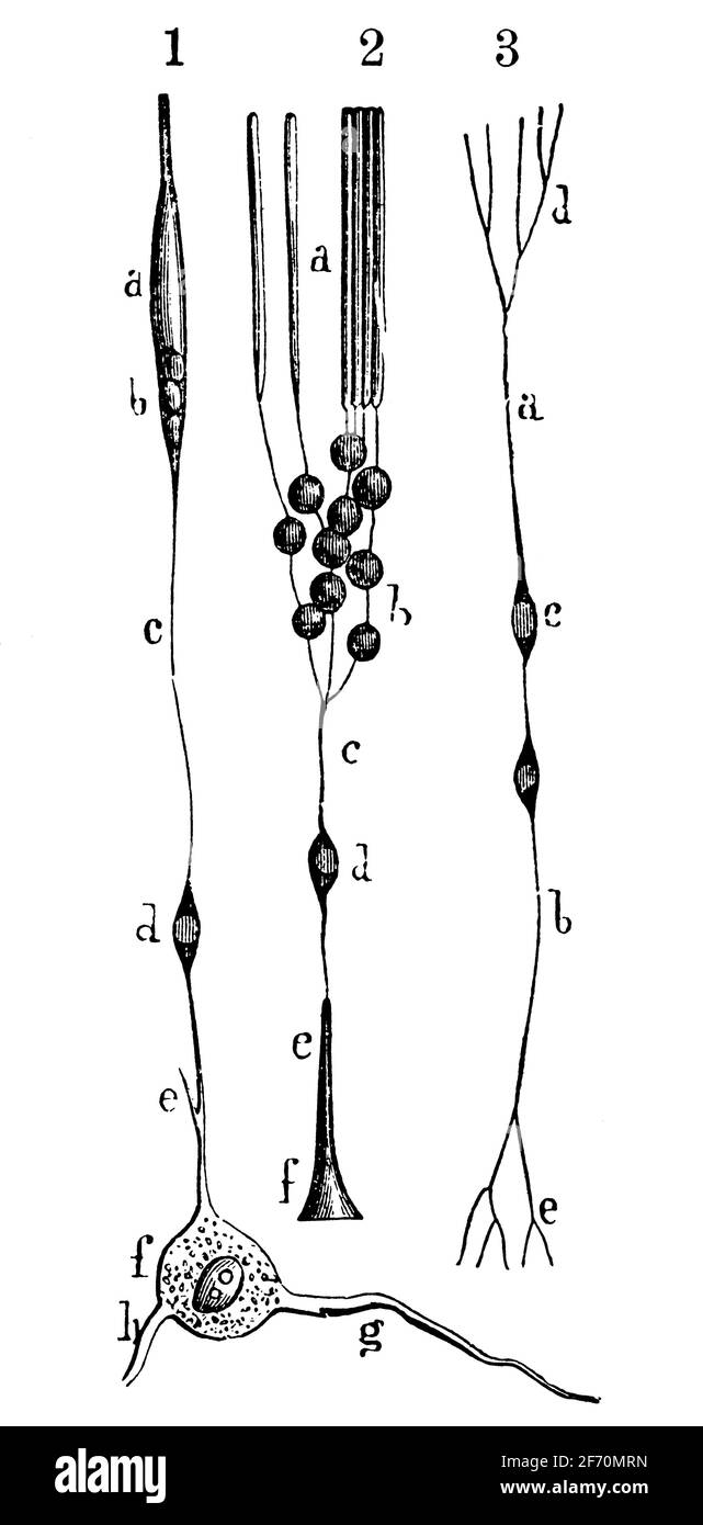 Rods, cones and nerve layers in the retina. Illustration of the 19th century. Germany. White background. Stock Photo