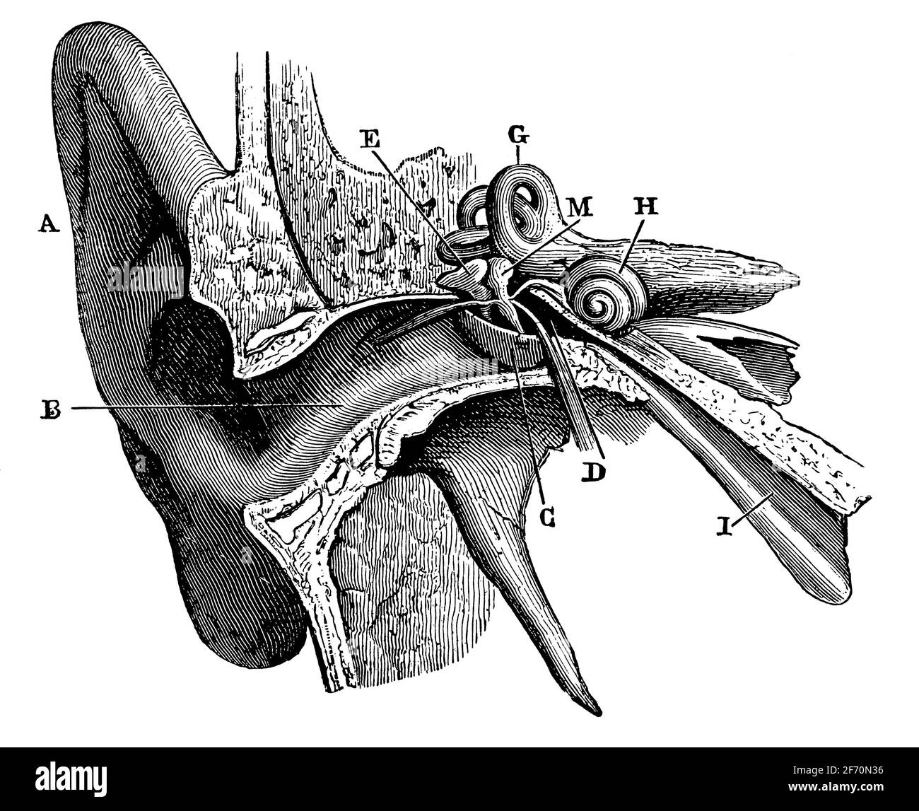 Human ear in cross section. Illustration of the 19th century. Germany. White background. Stock Photo