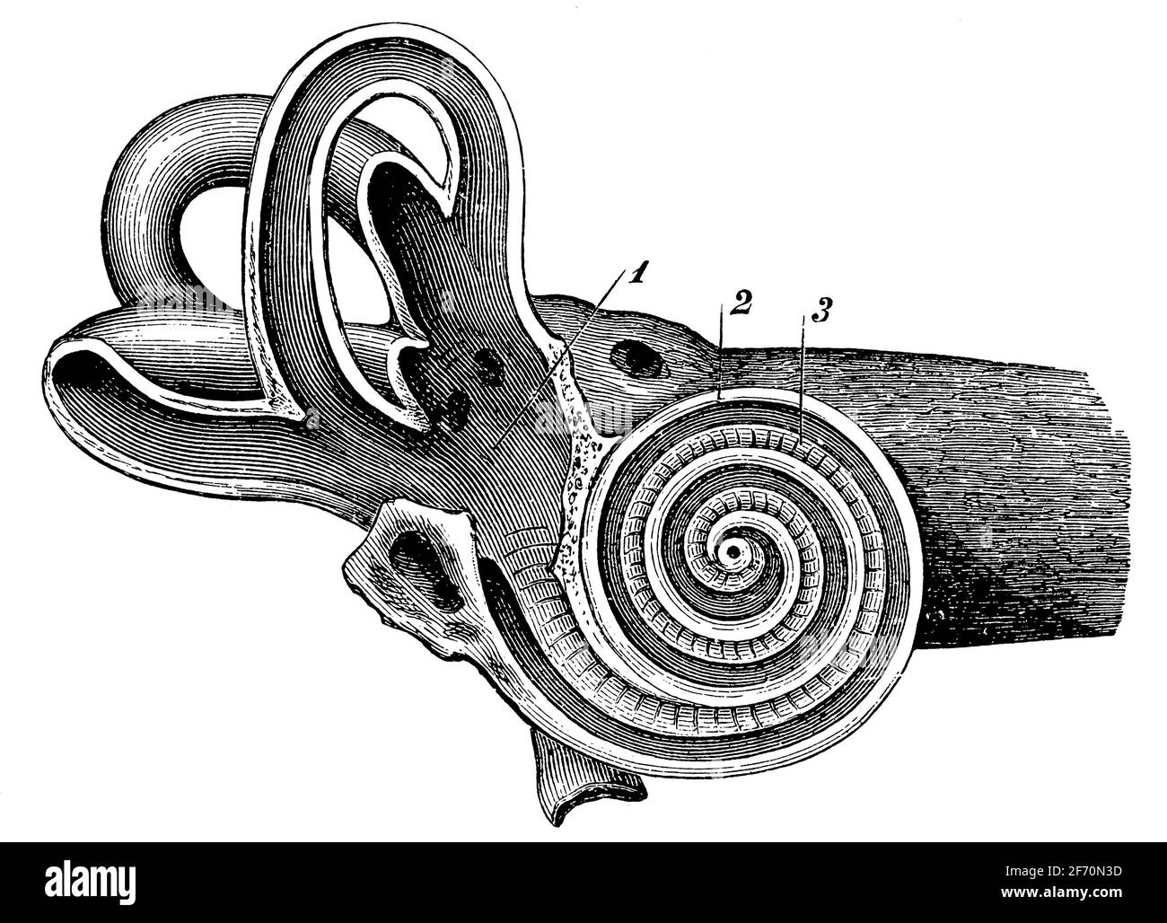 Vertical intersection of the bony labyrinth through the axis of the Cochlea. Illustration of the 19th century. Germany. White background. Stock Photo