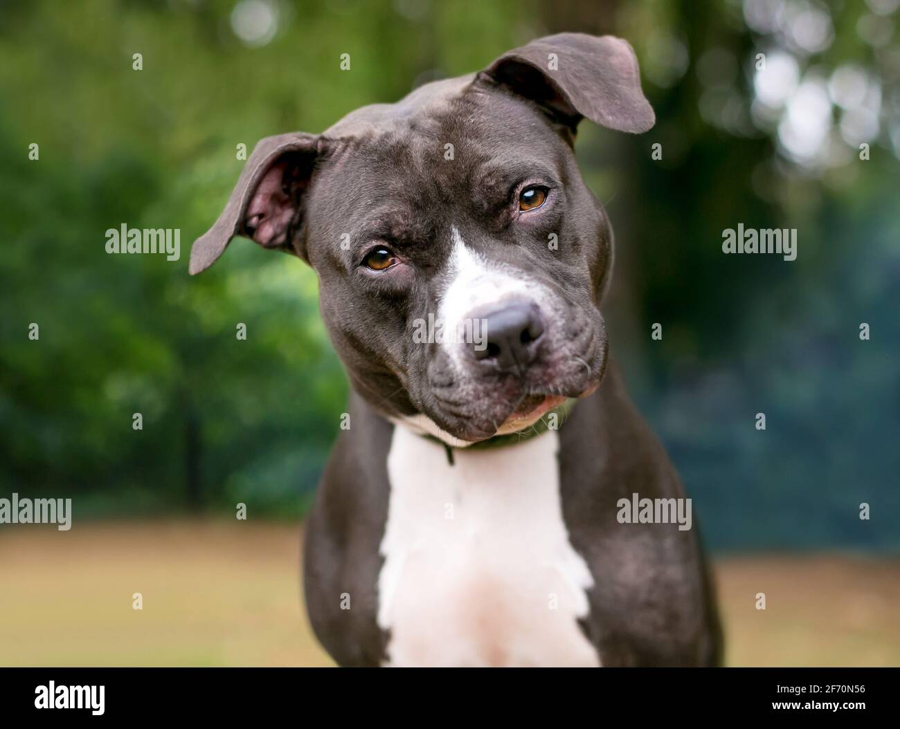 Curious Pit Bull High Resolution Stock Photography And Images Alamy