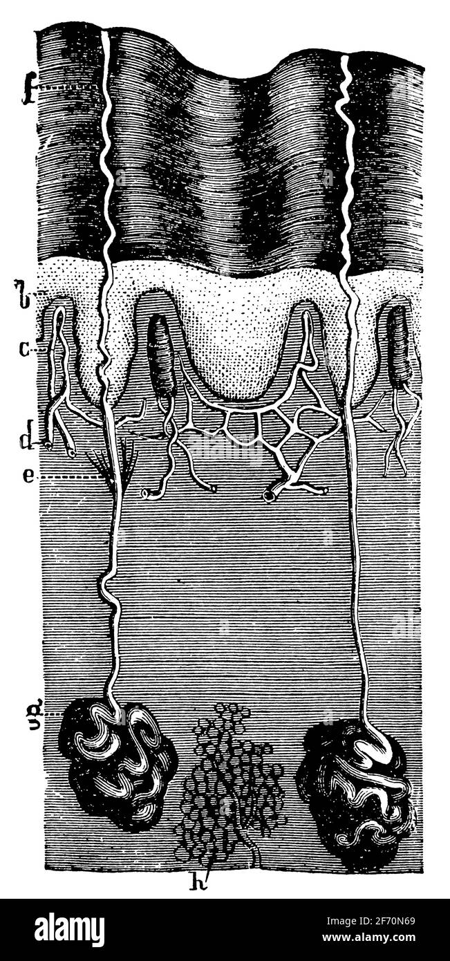 Cross section of the skin through sweat glands and four papillae. Illustration of the 19th century. Germany. White background. Stock Photo