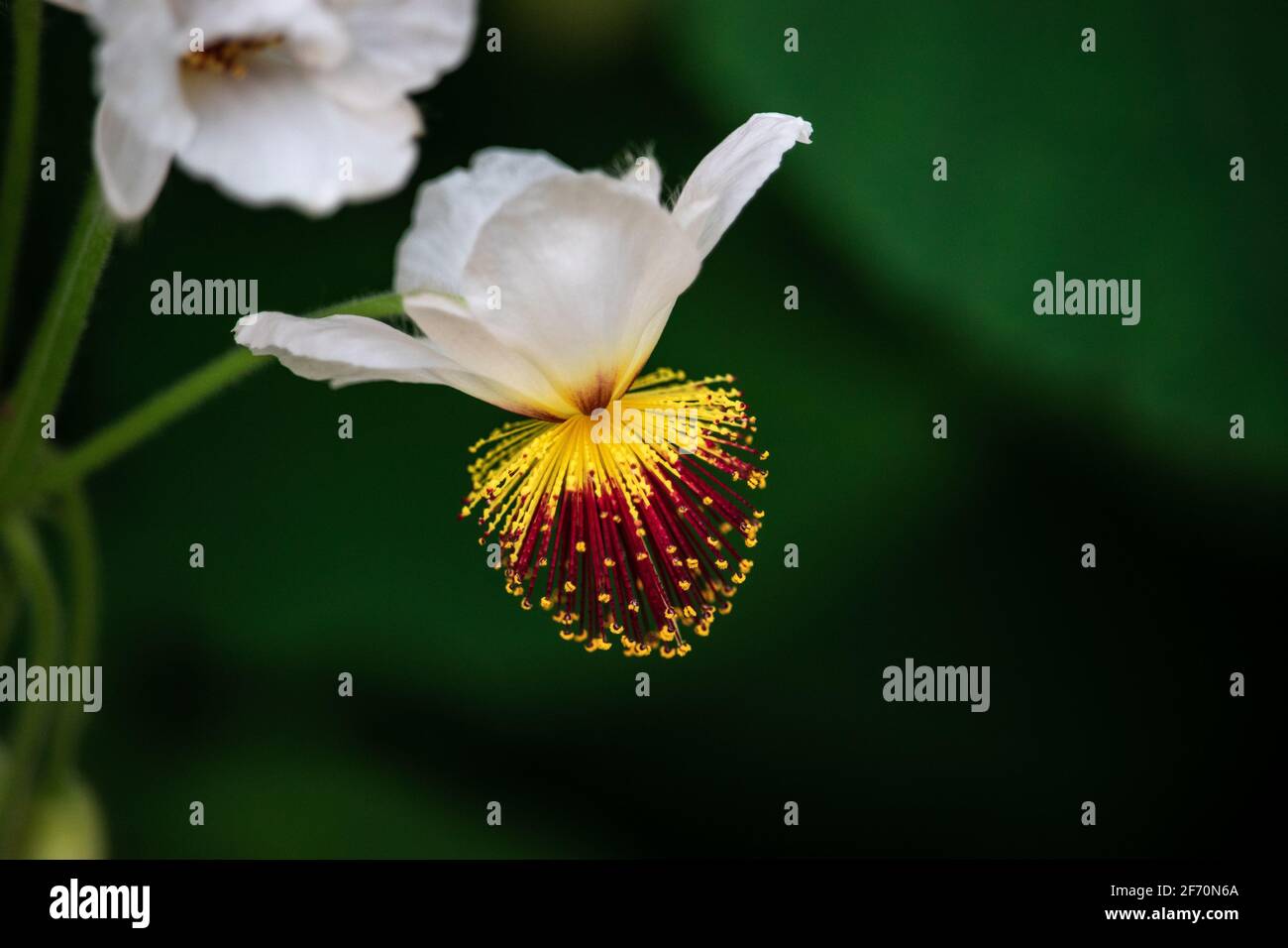 African hemp (Sparrmannia africana) flower close-up. Stock Photo
