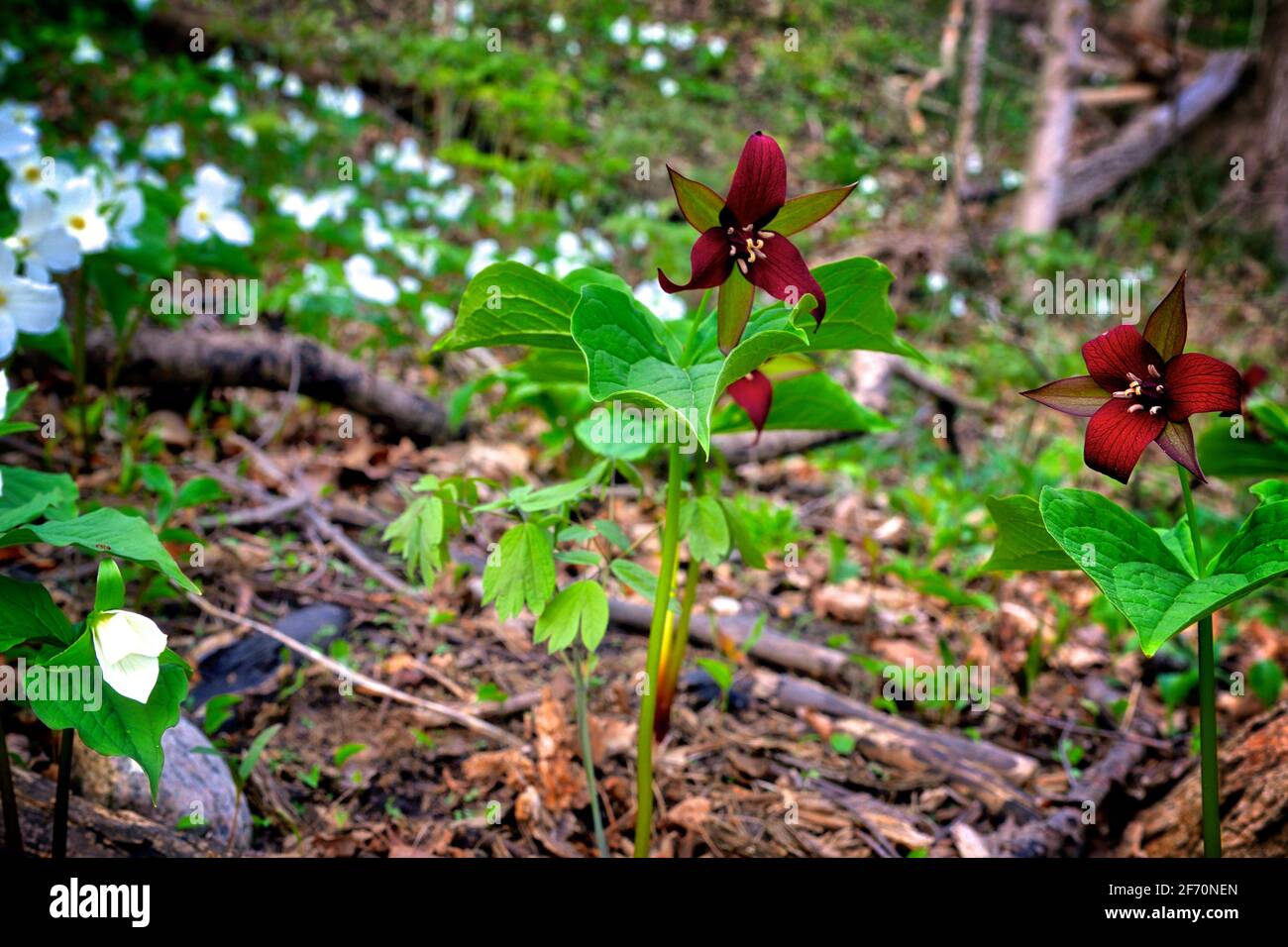 Close up of blooming large red trillium flowers on the beautiful forest Stock Photo
