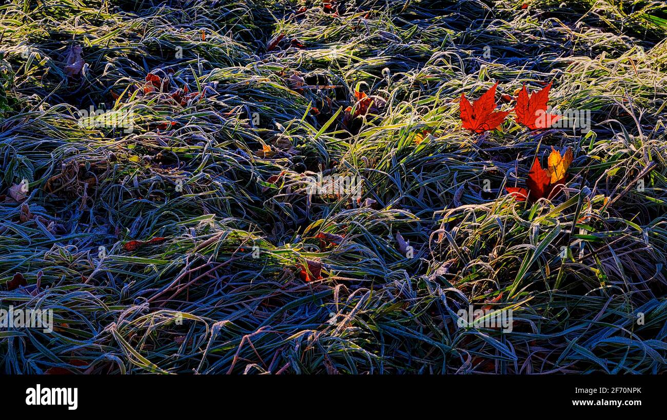Close-up of the vibrant coloured maple leaves with frost in the morning Stock Photo